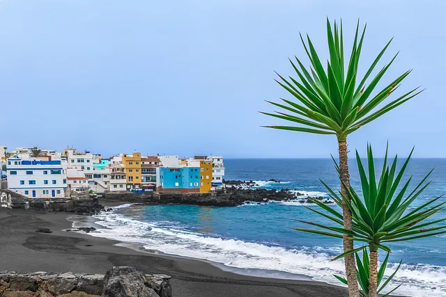 palmeras en primer plano con costa tenerife de fondo