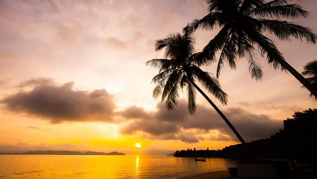 palmeras al atardecer