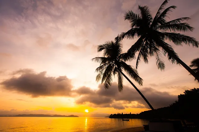 palmeras al atardecer